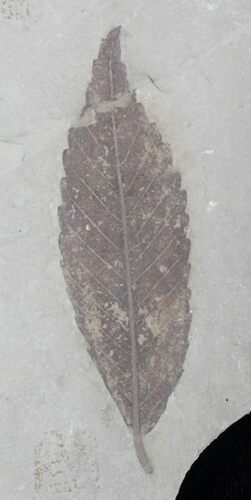 Fossil Cedrelospermum nervosa Leaf - Green River Formation #20325